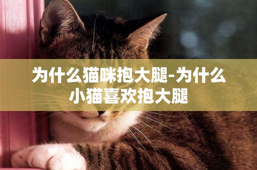 為什么貓咪抱大腿-為什么小貓喜歡抱大腿