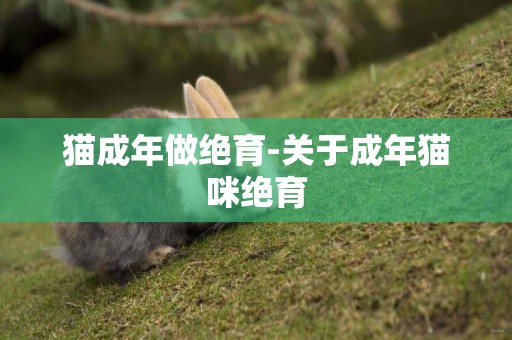 貓成年做絕育-關于成年貓咪絕育