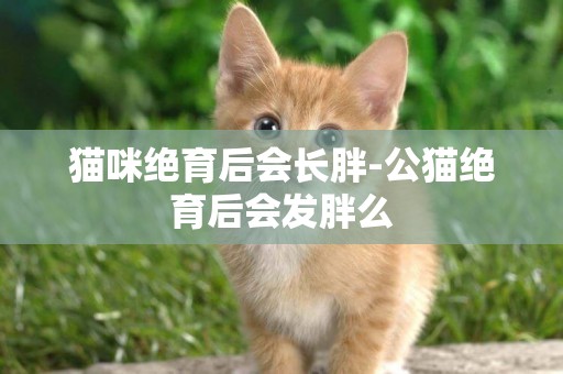 貓咪絕育后會長胖-公貓絕育后會發胖么