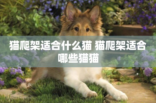 貓爬架適合什么貓 貓爬架適合哪些貓貓