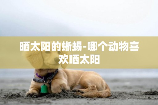曬太陽的蜥蜴-哪個動物喜歡曬太陽