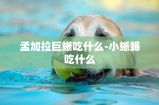 孟加拉巨蜥吃什么-小蜥蜴吃什么