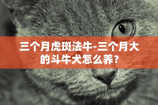 三個月虎斑法牛-三個月大的斗牛犬怎么養？