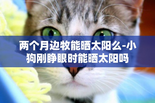 兩個月邊牧能曬太陽么-小狗剛睜眼時能曬太陽嗎