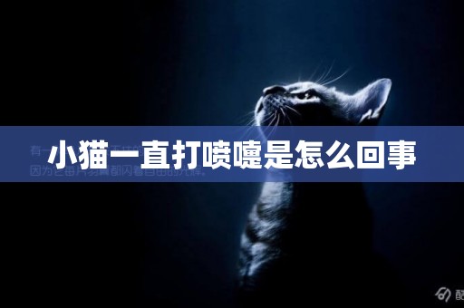 小貓一直打噴嚏是怎么回事