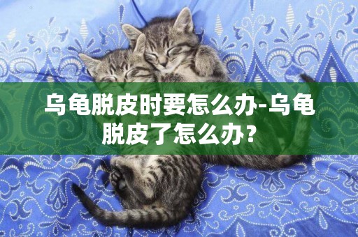 烏龜脫皮時要怎么辦-烏龜脫皮了怎么辦？