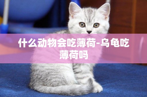 什么動物會吃薄荷-烏龜吃薄荷嗎