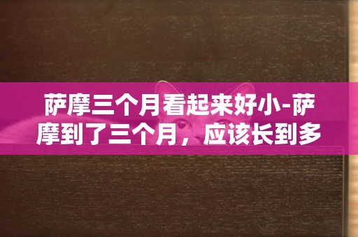 薩摩三個月看起來好小-薩摩到了三個月，應該長到多大啊？