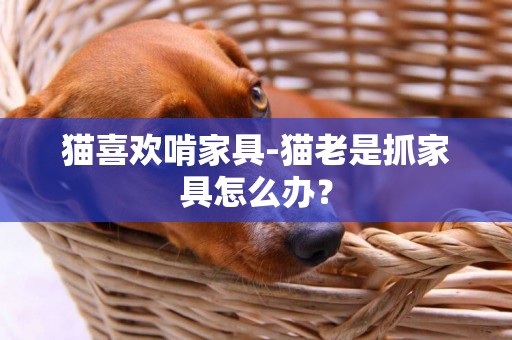 貓喜歡啃家具-貓老是抓家具怎么辦？