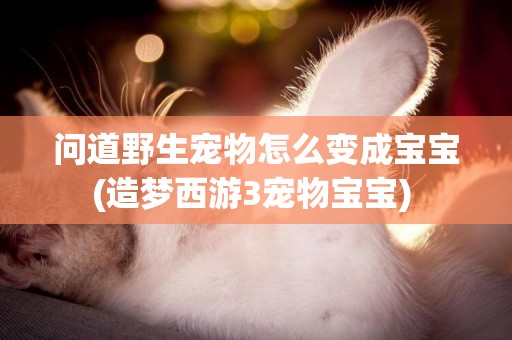 問道野生寵物怎么變成寶寶(造夢西游3寵物寶寶) 
