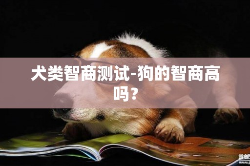 犬類智商測試-狗的智商高嗎？