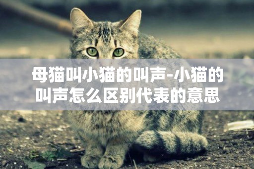 母貓叫小貓的叫聲-小貓的叫聲怎么區別代表的意思