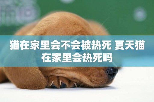 貓在家里會不會被熱死 夏天貓在家里會熱死嗎