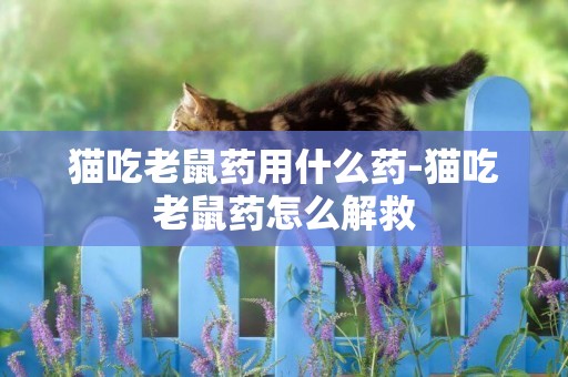 貓吃老鼠藥用什么藥-貓吃老鼠藥怎么解救