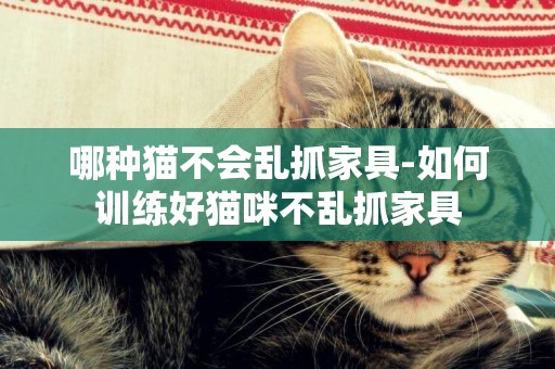 哪種貓不會亂抓家具-如何訓練好貓咪不亂抓家具