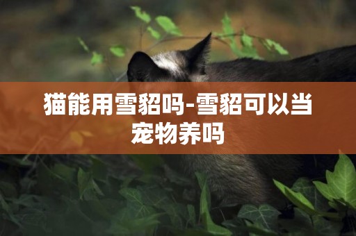 貓能用雪貂嗎-雪貂可以當寵物養嗎