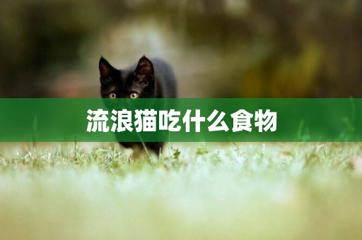 流浪貓吃什么食物