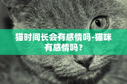 貓時間長會有感情嗎-貓咪有感情嗎？
