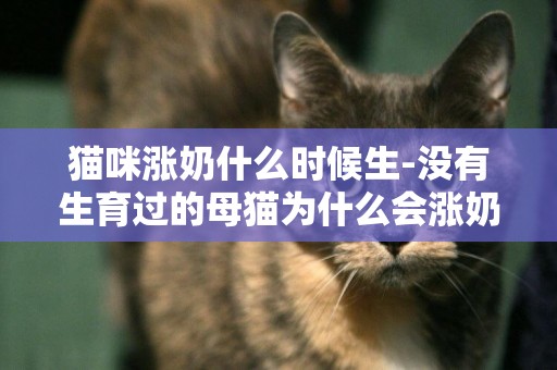 貓咪漲奶什么時候生-沒有生育過的母貓為什么會漲奶