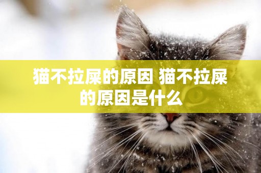 貓不拉屎的原因 貓不拉屎的原因是什么
