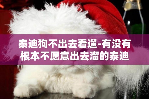 泰迪狗不出去看遛-有沒有根本不愿意出去溜的泰迪