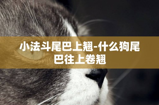 小法斗尾巴上翹-什么狗尾巴往上卷翹