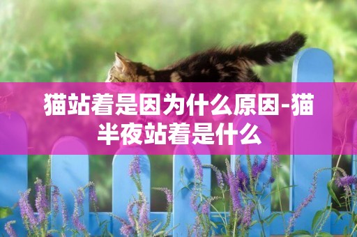 貓站著是因為什么原因-貓半夜站著是什么
