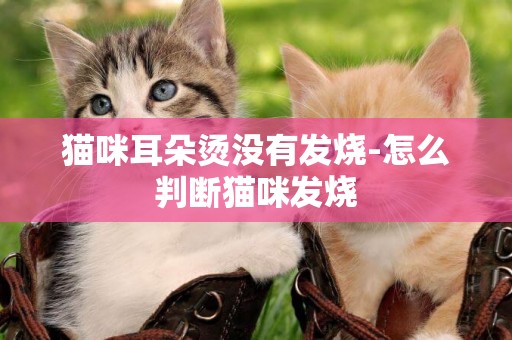 貓咪耳朵燙沒有發燒-怎么判斷貓咪發燒