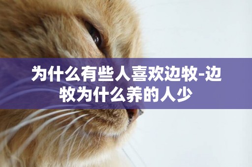 為什么有些人喜歡邊牧-邊牧為什么養的人少