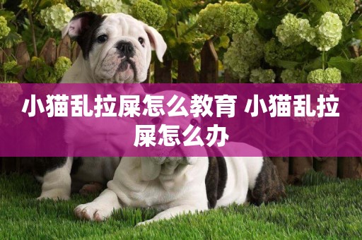 小貓亂拉屎怎么教育 小貓亂拉屎怎么辦