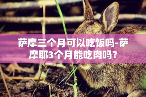 薩摩三個月可以吃飯嗎-薩摩耶3個月能吃肉嗎？