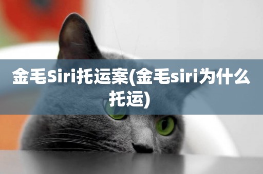 金毛Siri托運案(金毛siri為什么托運) 