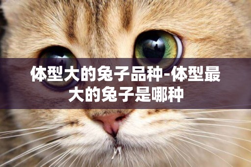 體型大的兔子品種-體型最大的兔子是哪種
