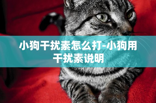 小狗干擾素怎么打-小狗用干擾素說明
