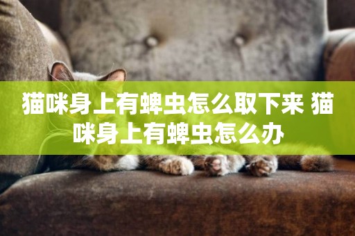 貓咪身上有蜱蟲怎么取下來 貓咪身上有蜱蟲怎么辦