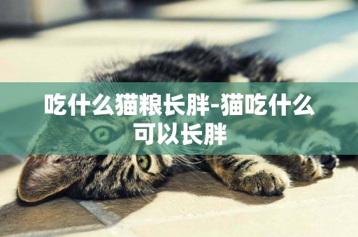 吃什么貓糧長胖-貓吃什么可以長胖