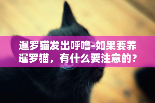 暹羅貓發出呼嚕-如果要養暹羅貓，有什么要注意的？