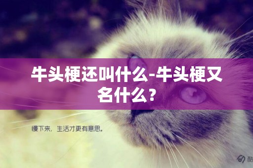 牛頭梗還叫什么-牛頭梗又名什么？
