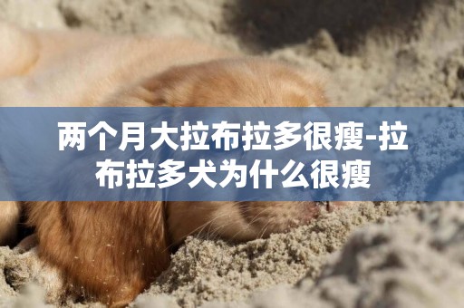 兩個月大拉布拉多很瘦-拉布拉多犬為什么很瘦