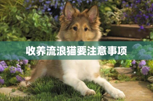 收養流浪貓要注意事項
