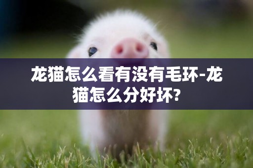龍貓怎么看有沒有毛環-龍貓怎么分好壞?