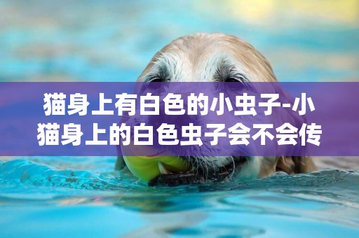 貓身上有白色的小蟲子-小貓身上的白色蟲子會不會傳染給人？