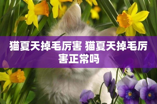 貓夏天掉毛厲害 貓夏天掉毛厲害正常嗎
