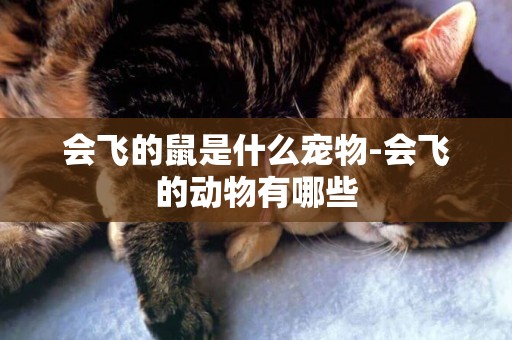 會飛的鼠是什么寵物-會飛的動物有哪些