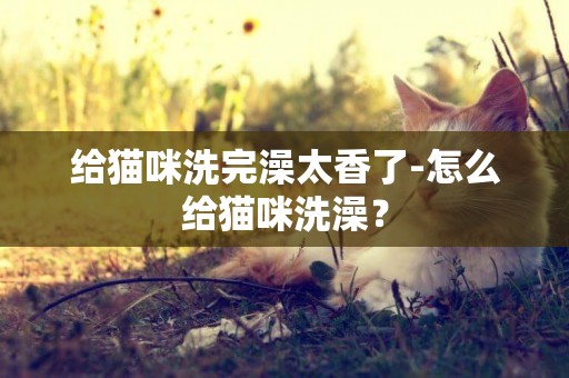 給貓咪洗完澡太香了-怎么給貓咪洗澡？