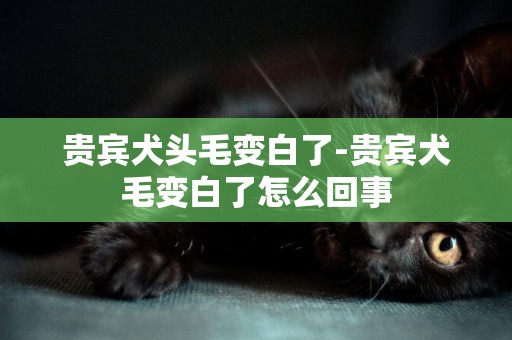 貴賓犬頭毛變白了-貴賓犬毛變白了怎么回事