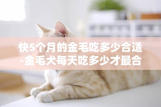 快5個月的金毛吃多少合適-金毛犬每天吃多少才最合適