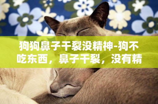 狗狗鼻子干裂沒精神-狗不吃東西，鼻子干裂，沒有精神
