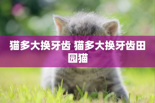 貓多大換牙齒 貓多大換牙齒田園貓