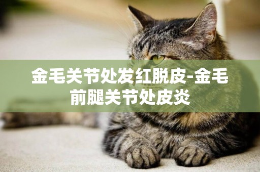 金毛關節處發紅脫皮-金毛前腿關節處皮炎
